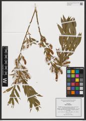 Foto von Salix triandra L.